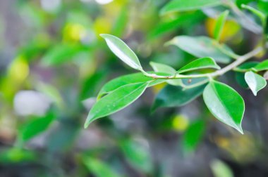 banyan ağacı veya Ficus annulata veya ficus bengalensis bitkisi, akşam veya sabah arkaplanda güneş ve gökyüzü