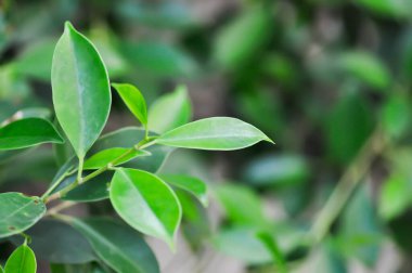 banyan ağacı veya Ficus annulata veya ficus bengalensis bitkisi, akşam veya sabah arkaplanda güneş ve gökyüzü