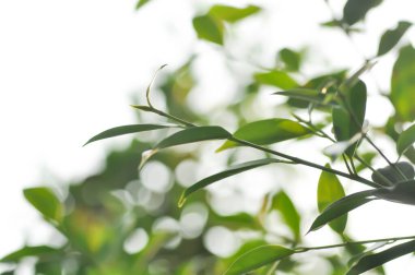 banyan ağacı veya Ficus annulata veya ficus bengalensis bitkisi, akşam veya sabah arkaplanda güneş ve gökyüzü
