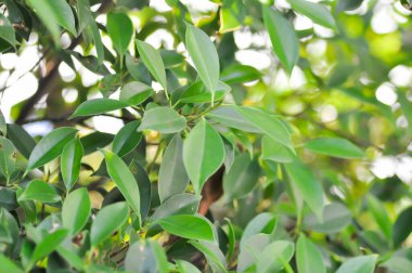 banyan ağacı veya Ficus annulata veya ficus bengalensis bitkisi, akşam veya sabah arkaplanda güneş ve gökyüzü