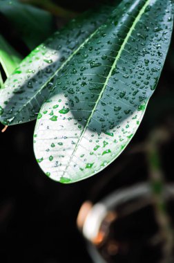 Yaprağın üzerine yağmur damlası, pagoda ağacı veya frangipani veya tapınak ağacı ve bahçeye yağmur damlası