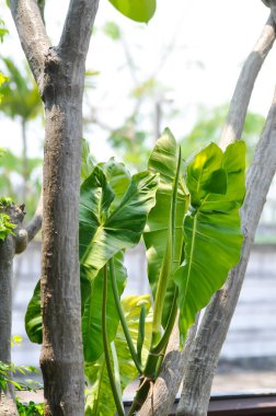 Paraiso Verde veya Philodendron paraiso verde veya yemyeşil cennet veya ağaçta Philodendron paraiso
