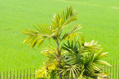 Normanbya normanbyi, Wodyetia bifurcata AK Irvine or Foxtail palm or ARECACEAE or PALMAE leaves or leaves of betel palm or betel nut or leaves of palm and paddy field background clipart