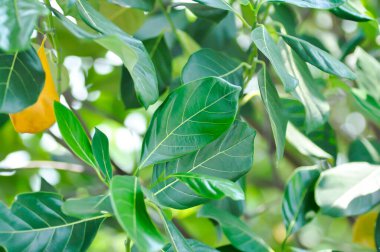 Artocarpus heterophyllus Lam, bir heterophylla veya meyve veya meyve ağacı.