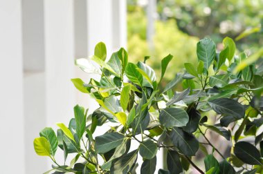 Artocarpus heterophyllus Lam, bir heterophylla ya da Jackfruit ya da meyve ağacı ve bahçede gökyüzü arka planı