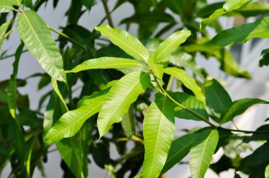 Meyve bahçesinde mango ağacı veya mango yaprağı