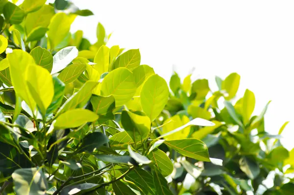 stock image Artocarpus heterophyllus Lam, A heterophylla or jackfruit or jackfruit tree and sky background