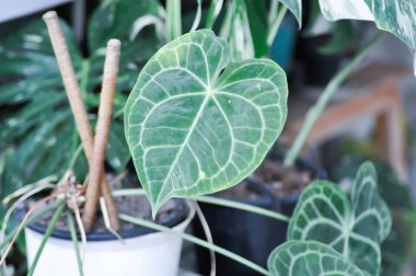 Anthurium clarinervium, Anthurium crystallinum veya Anthurium hybrid veya Anthurium