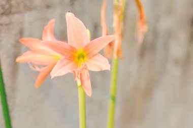 Hippeastrum puniceum, Barbados zambağı veya AMARYLLIDACEAE ile eski gül çiçekleri veya portakal çiçekleri ve çiğ damlası veya yağmur damlası