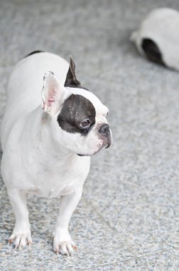 Köpek ya da Fransız bulldog evde, Fransız bulldog 'u gibi görünüyor ya da Fransız bulldog' u gibi duruyor.