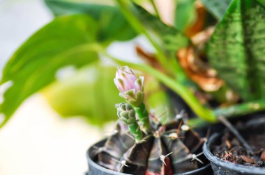 Gymnocalycium, Gymnocalycium mihanovichii veya gymnocalycium mihanovichii çiçekli veya pembe çiçekli