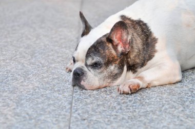 Köpek ya da Fransız bulldog ya da yaşlı köpek, yerde uyuyan Fransız bulldog.