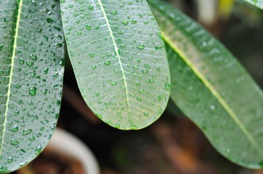 Yaprak arkaplanı, pagoda ağacı ya da frangipani ya da tapınak ağacı ve yağmur damlası yaprakları üzerine damlalar