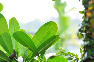 pagoda ağacı veya frangipani veya tapınak ağacı ve gökyüzü arkaplanı