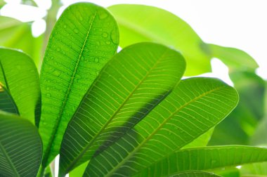 Yaprak arkaplanı, pagoda ağacı ya da frangipani ya da tapınak ağacı ve yağmur damlası yaprakları üzerine damlalar