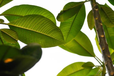 Yaprak arkaplanı, pagoda ağacı ya da frangipani ya da tapınak ağacı ve yağmur damlası ve gökyüzü arkaplanı