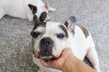 Bir köpeği ellemek, uykulu Fransız bulldog 'u ya da Fransız bulldog' u ya da evde iki köpeği ellemek.
