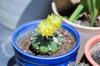 Çiçek saksısında kaktüs ya da çiçek ya da kaktüs çiçekli Astrophytum, sarı çiçekli Astrophytum kaktüsü.