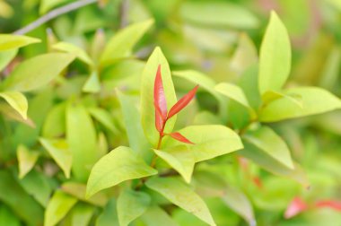 Christina veya aglaonema christina bitkisi veya portakal yaprağı ve sarı yaprak