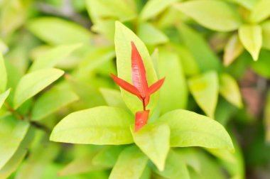 Christina veya aglaonema christina bitkisi veya portakal yaprağı ve sarı yaprak