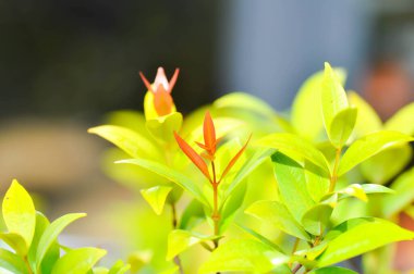 Christina veya aglaonema christina bitkisi veya portakal yaprağı ve sarı yaprak