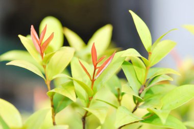 Christina veya aglaonema christina bitkisi veya portakal yaprağı ve sarı yaprak