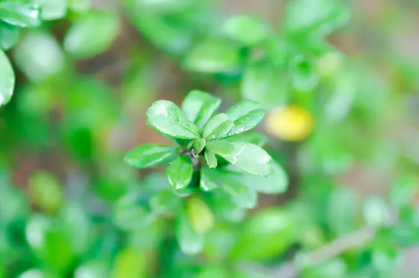 stock image Carmona retusa Vahl Masam or BORAGINACEAE ,  Carmona retusa plant