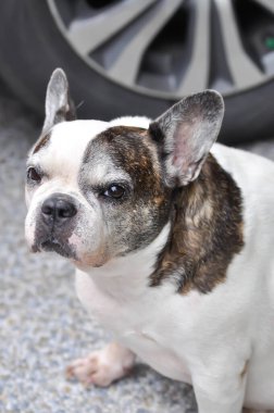 Yaşlı Fransız bulldog, köpek ya da Fransız bulldog, evde Fransız bulldog 'undan bihaber.