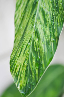 Eşanlamlı Sanderae, Variegated Shell Ginger veya ZINGIBERACEAE veya Alpinia Sandrerae ve çiy damlası veya yağmur damlası