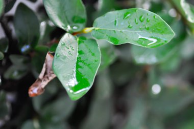 Ficus pumila veya tırmanan incir veya MoraceAE ve çiy damlası veya yağmur damlası