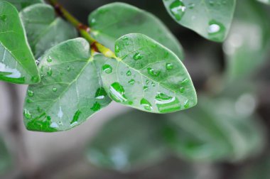 Ficus pumila veya tırmanan incir veya MoraceAE ve çiy damlası veya yağmur damlası