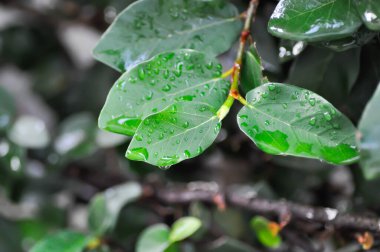 Ficus pumila veya tırmanan incir veya MoraceAE ve çiy damlası veya yağmur damlası