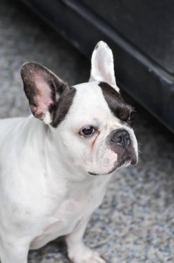 Köpek ya da Fransız bulldog, evde Fransız bulldog 'undan habersiz.