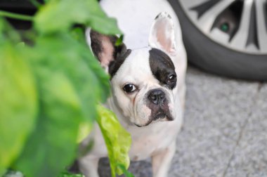 Köpek ya da Fransız bulldog, evde Fransız bulldog 'undan habersiz.