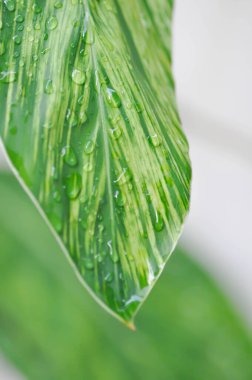 Eşanlamlı Sanderae, Variegated Shell Ginger veya ZINGIBERACEAE veya Alpinia Sandrerae ve çiy damlası veya yağmur damlası