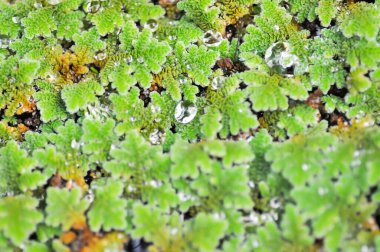 Azolla Microphylla, Azolla Nilotica veya Azolla Anabaena veya Su eğreltiotu veya Azolla filiküloidleri veya su marulu, göldeki sapsız su bitkisi veya ördek yosunu