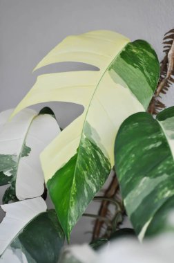 Epipremnum, Epipremnum Pinnatum Variegata ya da Epipremnum pinnatum çeşitlendirilmiş albo ya da bicolor bitkisi