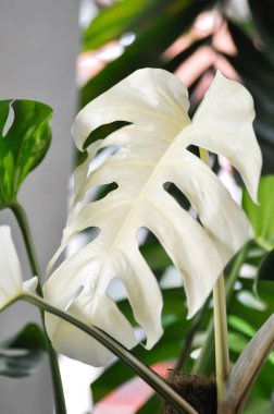 Monstera Albo veya Monstera, Herricane bitkisi veya İsviçre peyniri veya iki renkli Canavar veya beyaz yaprak veya beyaz bitki