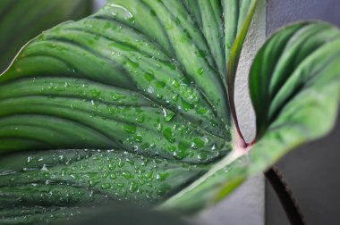 Philodendron plowmanii veya Philodendron mamei Andre, Philodendron mamei veya Philodendron bitki ve yağmur damlası veya çiy damlası