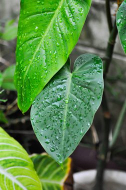 Philodendron erubescens K Koch ve Augustin veya Philodendron erubescens, Philodendron ve yağmur damlası veya çiy damlası