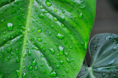 Philodendron erubescens K Koch ve Augustin veya Philodendron erubescens, Philodendron ve yağmur damlası veya çiy damlası veya yaprak arka plan