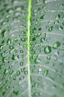 Yaprağa yağmur damlası, pagoda ağacı ya da frangipani ya da tapınak ağacı ve yağmur damlası ya da çiy damlası