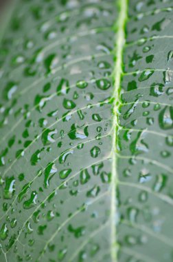 Yaprağa yağmur damlası, pagoda ağacı ya da frangipani ya da tapınak ağacı ve yağmur damlası ya da çiy damlası