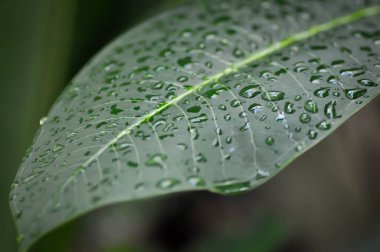 Yaprağa yağmur damlası, pagoda ağacı ya da frangipani ya da tapınak ağacı ve yağmur damlası ya da çiy damlası