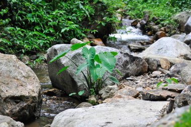 Şelale ve bitki, nehir ve kaya veya arka plan veya Colocasia esculenta ve nehir arkaplanı