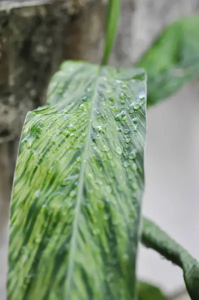 stock image SynonymA sanderae, Variegated Shell Ginger or ZINGIBERACEAE or Alpinia sandrerae and dew drop or rain drop