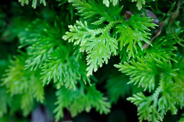 Selaginella wallichii Hook ve Grev baharı veya SELAGINELLACEAE, Spike Moss veya eğreltiotu bitkisi