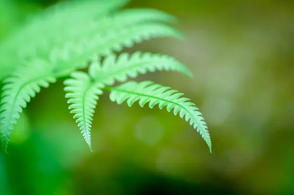 Stock image Cyathea caracasana, Cyathea brownii Little Aussie Larrikin Norfolk or Tree Fern or Smooth Tree Fern or fern tree or fern ,Golden Moss or Nephrolepis cordifolia or Chain Fern plant