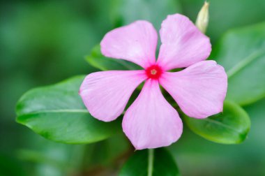 Catharanthus Roseus G Don, APOCYNACEAE veya Madagaskar menekşesi veya Vinca veya yaşlı hizmetçi çiçeği veya pembe çiçek