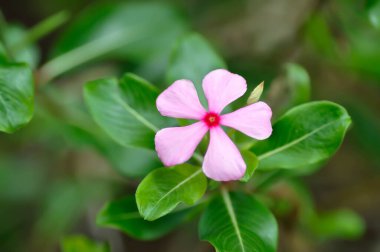 Catharanthus Roseus G Don, APOCYNACEAE veya Madagaskar menekşesi veya Vinca veya yaşlı hizmetçi çiçeği veya pembe çiçek